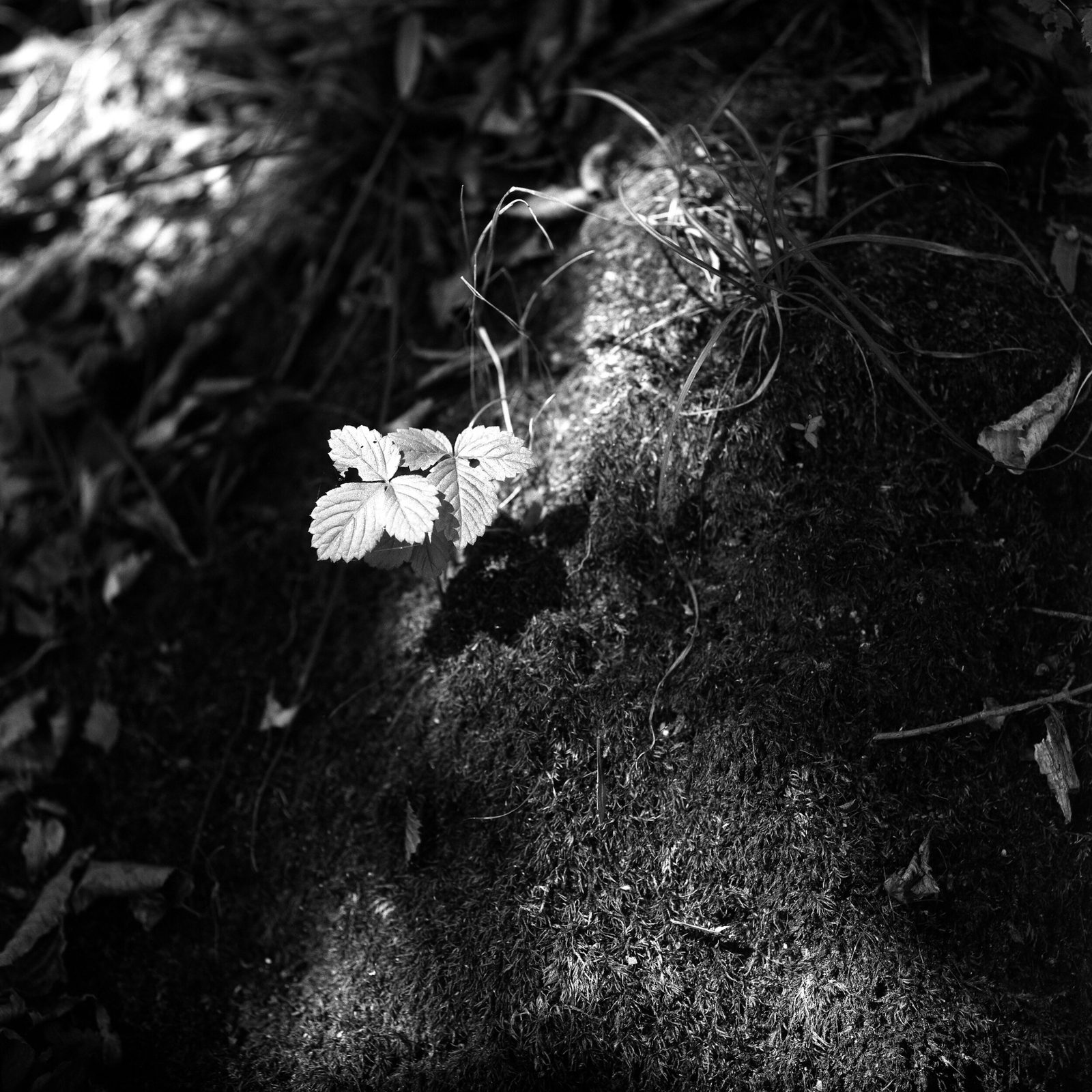 Stanford 합격생 · SPPS의 B&W Portfolio 작품