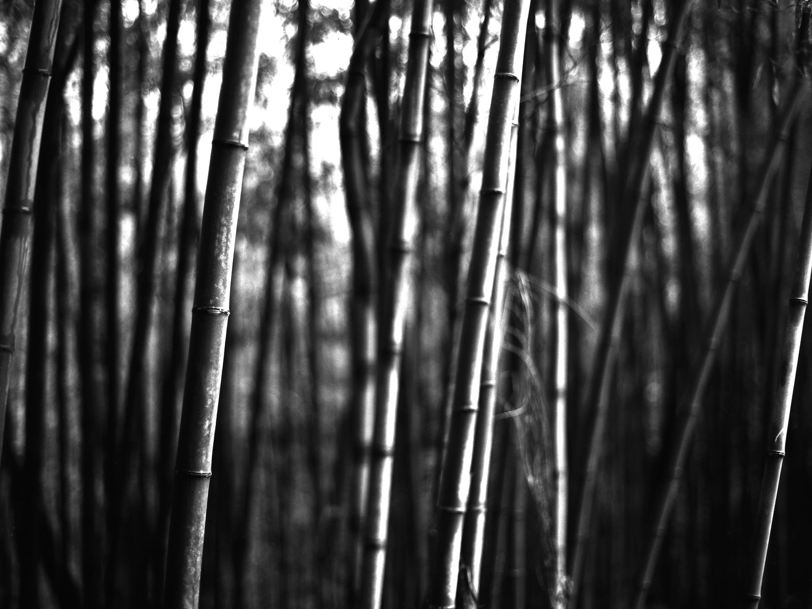 UCLA 합격생 · NMH의 B&W Portfolio 작품